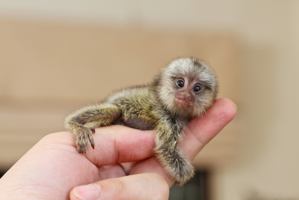 Buy a marmoset monkey
