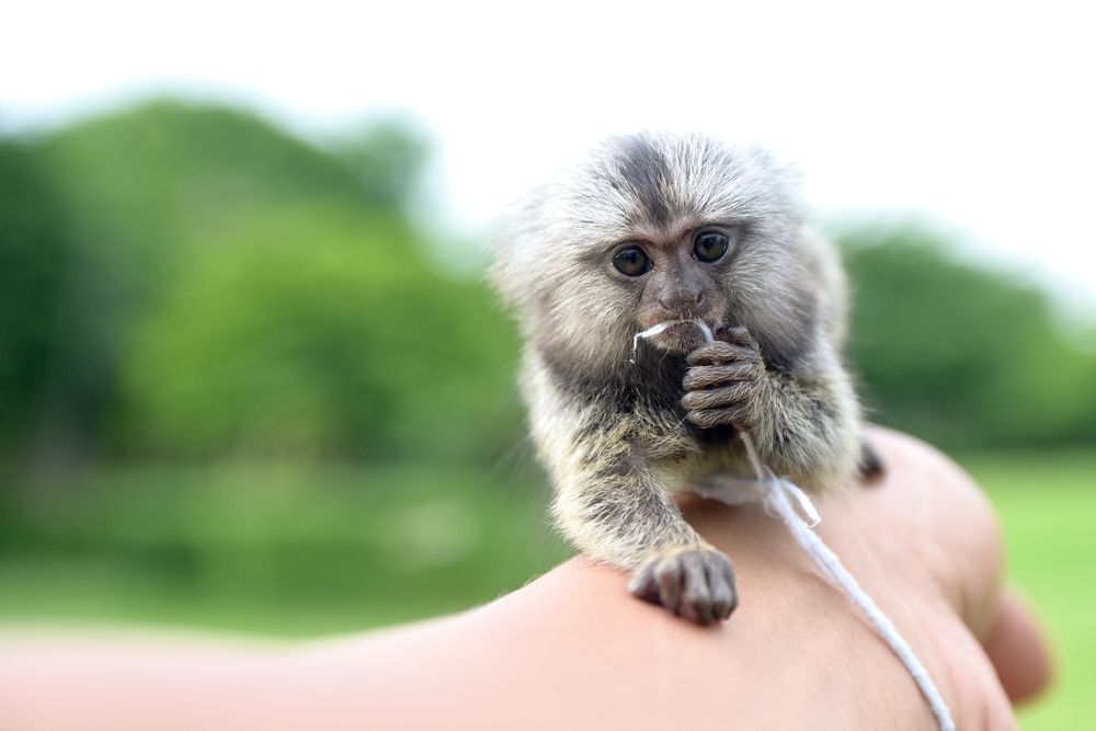 marmoset monkey for sale