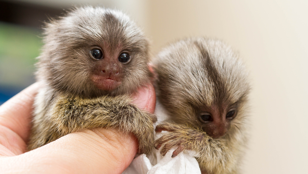 buy a marmoset monkey in the USA